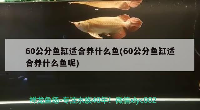 60公分鱼缸适合养什么鱼(60公分鱼缸适合养什么鱼呢) 三色锦鲤鱼