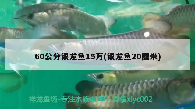 60公分银龙鱼15万(银龙鱼20厘米)