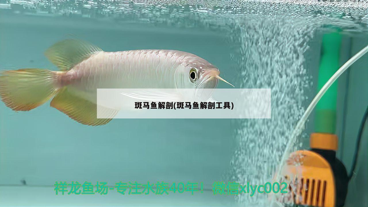 斑马鱼解剖(斑马鱼解剖工具) 飞凤鱼