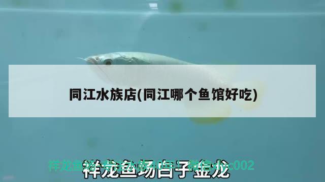 同江水族店(同江哪个鱼馆好吃) 玫瑰银版鱼