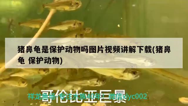 猪鼻龟是保护动物吗图片视频讲解下载(猪鼻龟保护动物) 猪鼻龟