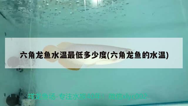六角龙鱼水温最低多少度(六角龙鱼的水温)