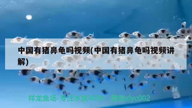 中国有猪鼻龟吗视频(中国有猪鼻龟吗视频讲解) 猪鼻龟