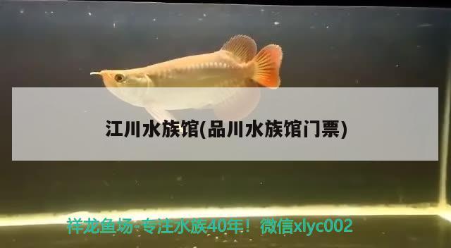 江川水族馆(品川水族馆门票) 祥龙龙鱼专用水族灯