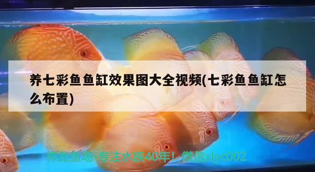 养七彩鱼鱼缸效果图大全视频(七彩鱼鱼缸怎么布置)