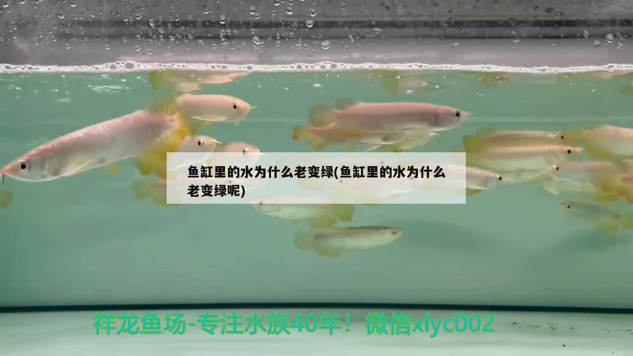 鱼缸里的水为什么老变绿(鱼缸里的水为什么老变绿呢)