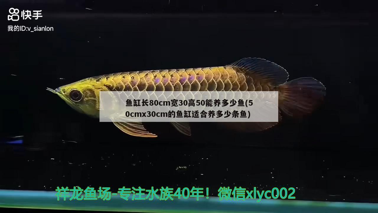 鱼缸长80cm宽30高50能养多少鱼(50cmx30cm的鱼缸适合养多少条鱼)
