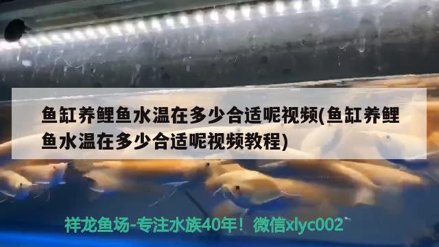 鱼缸养鲤鱼水温在多少合适呢视频(鱼缸养鲤鱼水温在多少合适呢视频教程)