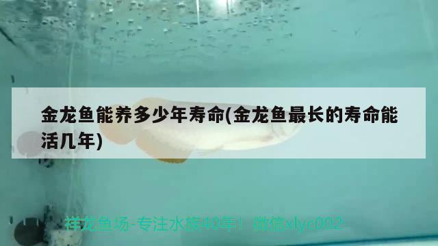 金龙鱼能养多少年寿命(金龙鱼最长的寿命能活几年) 帝王血钻