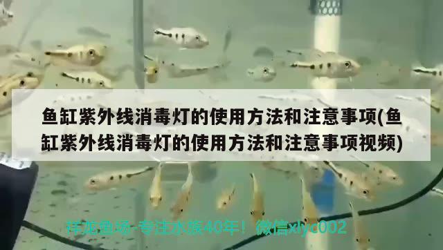 鱼缸紫外线消毒灯的使用方法和注意事项(鱼缸紫外线消毒灯的使用方法和注意事项视频) 黄鳍鲳鱼