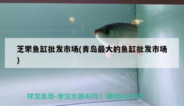 芝罘鱼缸批发市场(青岛最大的鱼缸批发市场) 玫瑰银版鱼