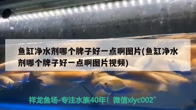 鱼缸净水剂哪个牌子好一点啊图片(鱼缸净水剂哪个牌子好一点啊图片视频) 广州观赏鱼批发市场