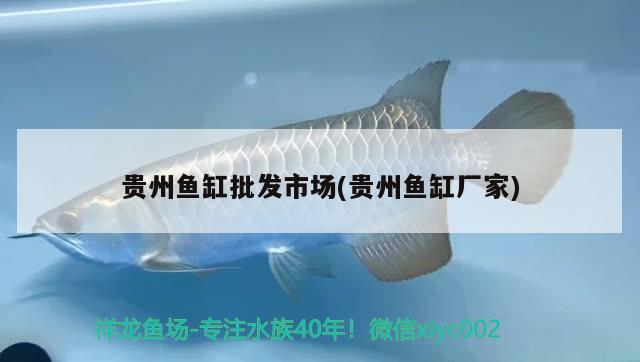 贵州鱼缸批发市场(贵州鱼缸厂家) 白子金龙鱼