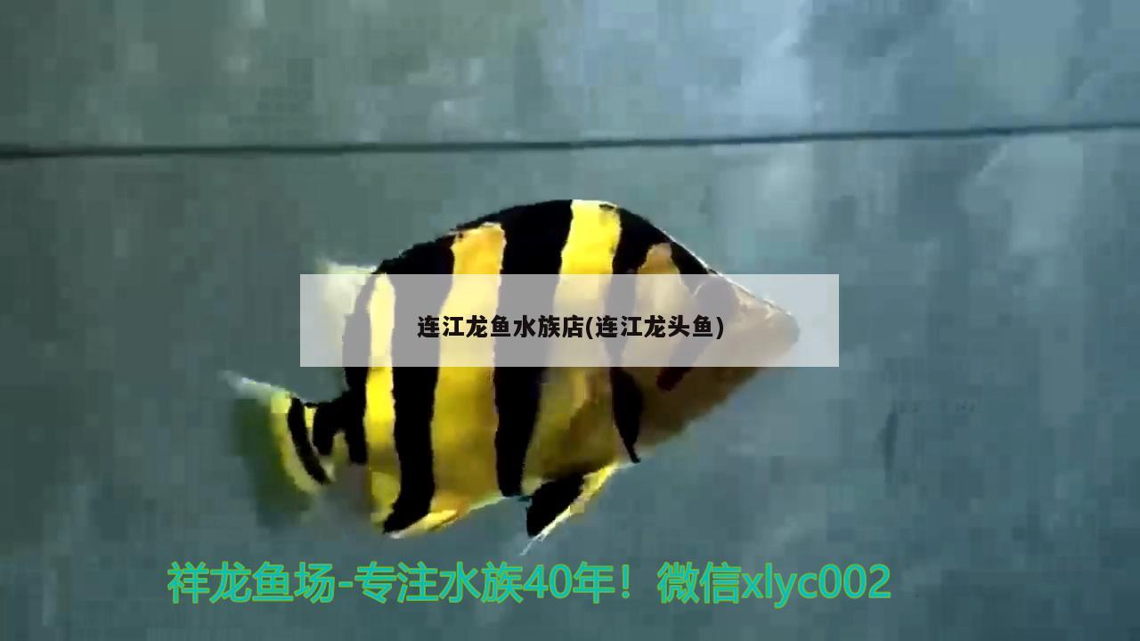 连江龙鱼水族店(连江龙头鱼) 虎斑恐龙鱼 第2张