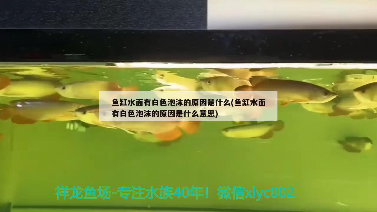 鱼缸水面有白色泡沫的原因是什么(鱼缸水面有白色泡沫的原因是什么意思)