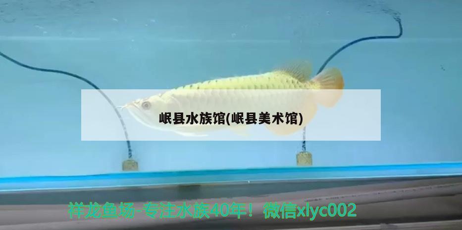 岷县水族馆(岷县美术馆) 萨伊蓝鱼