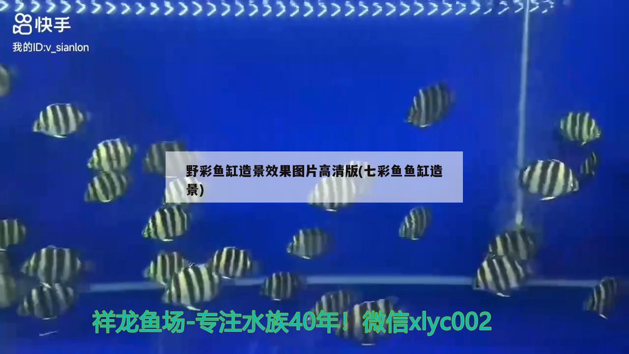 野彩鱼缸造景效果图片高清版(七彩鱼鱼缸造景)