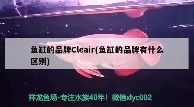 鱼缸的品牌Cleair(鱼缸的品牌有什么区别)