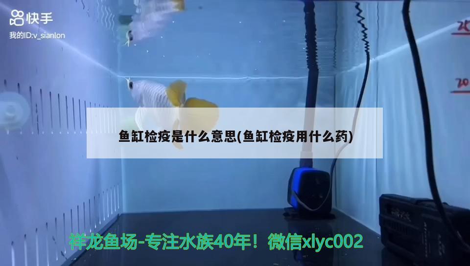 鱼缸检疫是什么意思(鱼缸检疫用什么药) 广州龙鱼批发市场