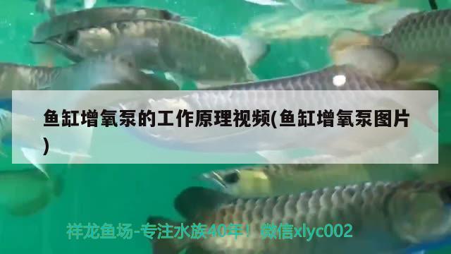 鱼缸增氧泵的工作原理视频(鱼缸增氧泵图片) 鱼缸净水剂