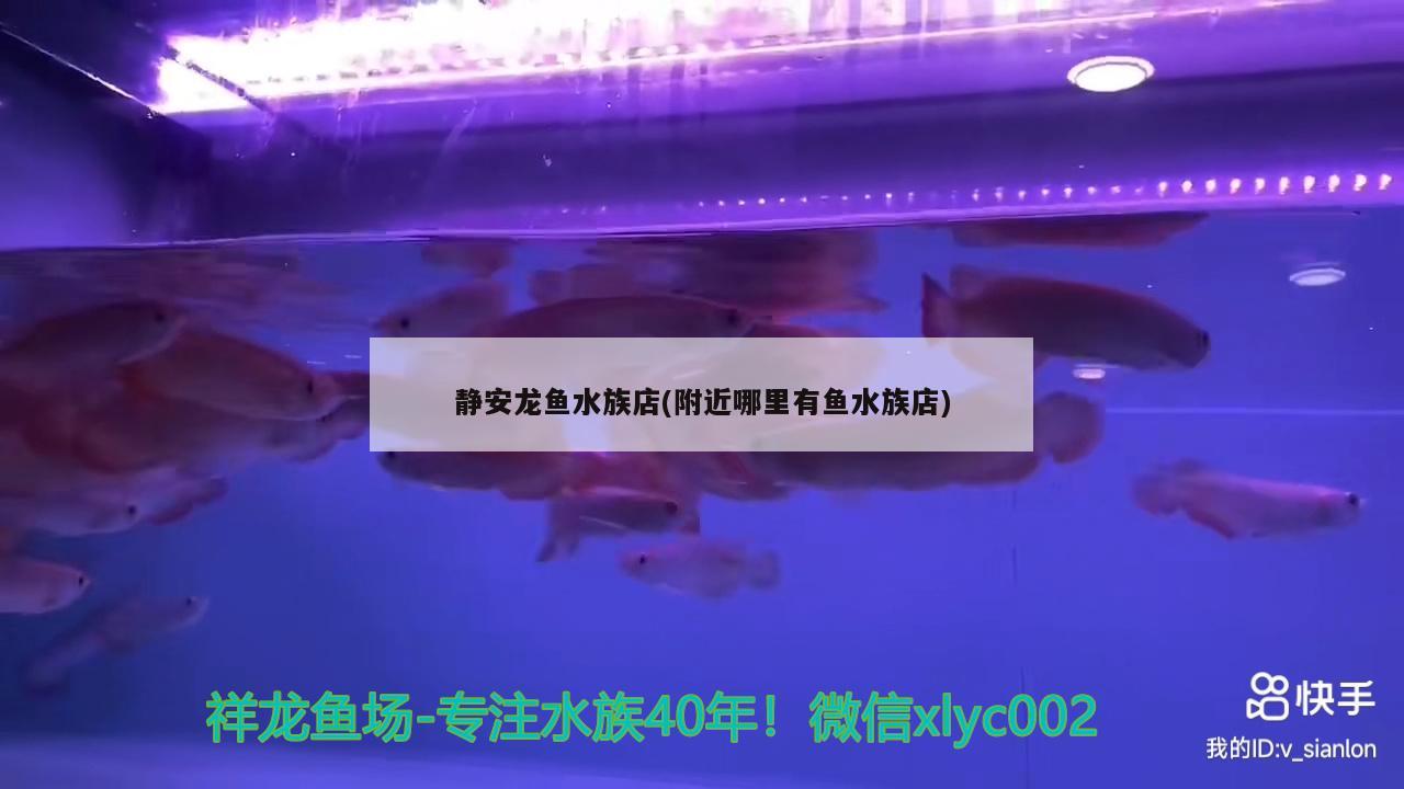 静安龙鱼水族店(附近哪里有鱼水族店) 广州水族器材滤材批发市场
