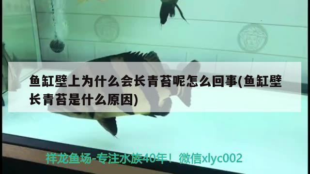鱼缸壁上为什么会长青苔呢怎么回事(鱼缸壁长青苔是什么原因) 广州水族批发市场