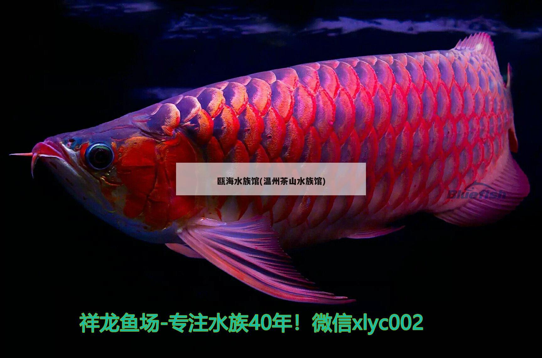 瓯海水族馆(温州茶山水族馆) 月光鸭嘴鱼