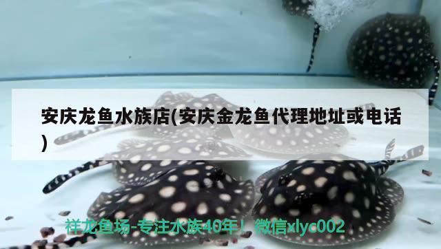 安庆龙鱼水族店(安庆金龙鱼代理地址或电话) 除藻剂