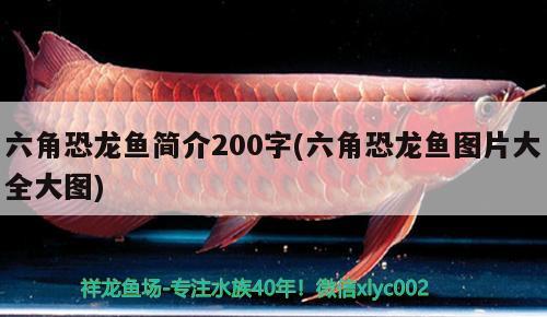 六角恐龙鱼简介200字(六角恐龙鱼图片大全大图)