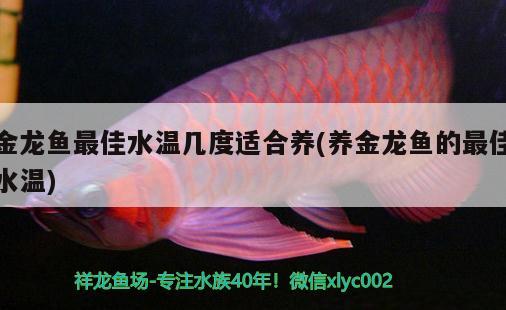 金龙鱼最佳水温几度适合养(养金龙鱼的最佳水温) 广州水族批发市场