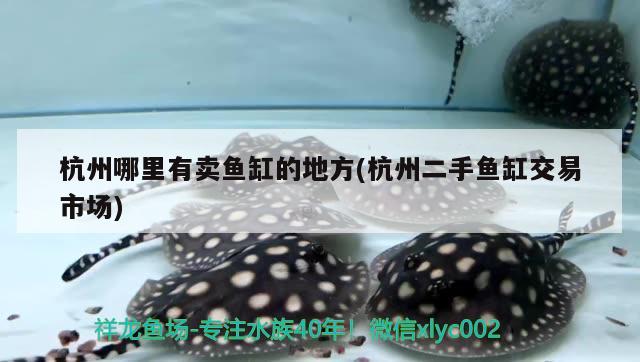 杭州哪里有卖鱼缸的地方(杭州二手鱼缸交易市场)