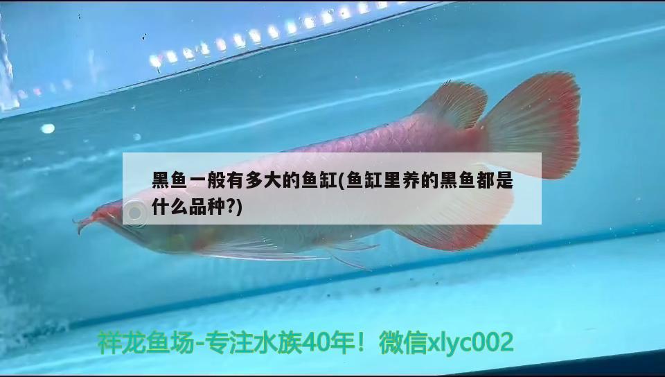 黑鱼一般有多大的鱼缸(鱼缸里养的黑鱼都是什么品种?) 短身红龙鱼