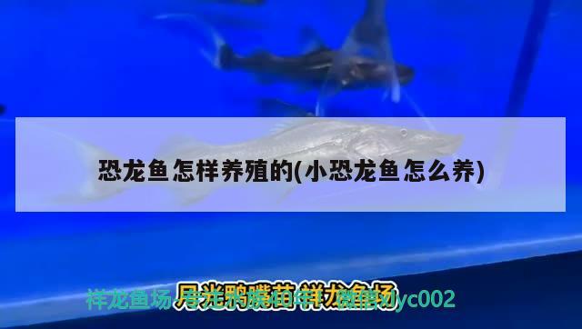 恐龙鱼怎样养殖的(小恐龙鱼怎么养) 广州祥龙国际水族贸易