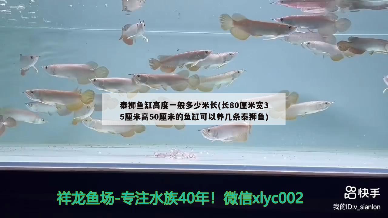 泰狮鱼缸高度一般多少米长(长80厘米宽35厘米高50厘米的鱼缸可以养几条泰狮鱼)
