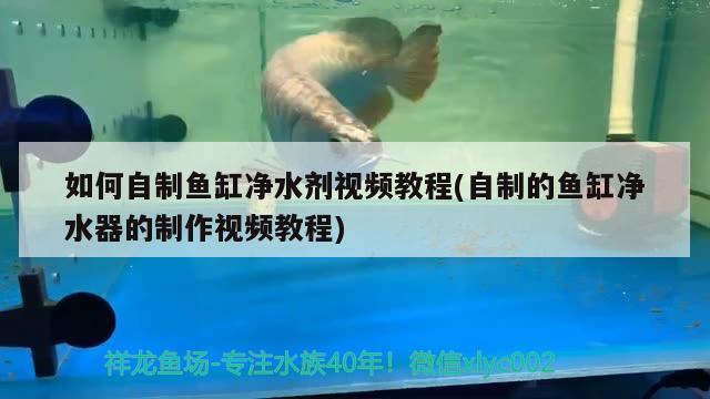 如何自制鱼缸净水剂视频教程(自制的鱼缸净水器的制作视频教程) 祥龙赫舞红龙鱼