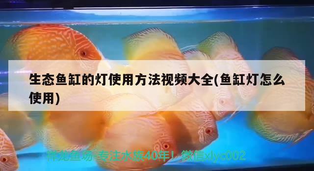 生态鱼缸的灯使用方法视频大全(鱼缸灯怎么使用) 绿皮皇冠豹鱼