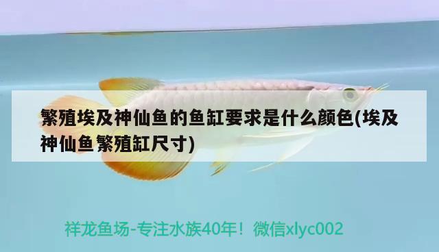 繁殖埃及神仙鱼的鱼缸要求是什么颜色(埃及神仙鱼繁殖缸尺寸) 埃及神仙鱼