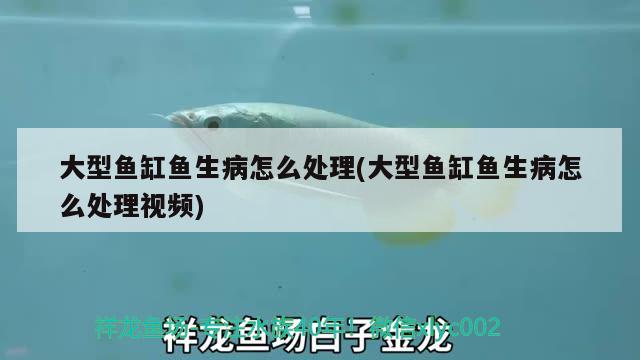 大型鱼缸鱼生病怎么处理(大型鱼缸鱼生病怎么处理视频)