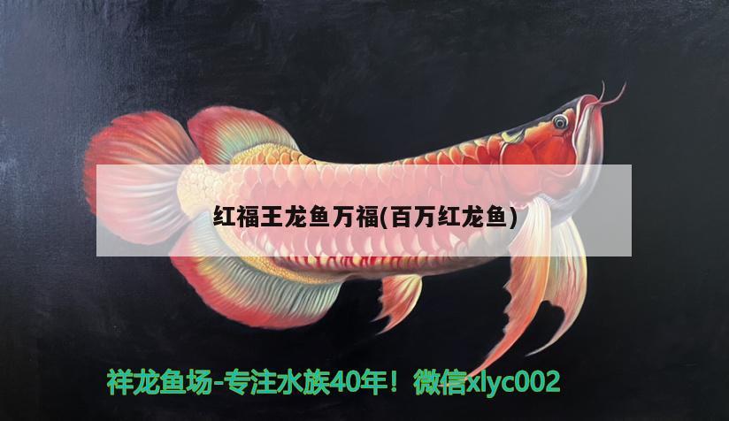 红福王龙鱼万福(百万红龙鱼)