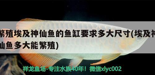 繁殖埃及神仙鱼的鱼缸要求多大尺寸(埃及神仙鱼多大能繁殖) 埃及神仙鱼
