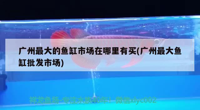 广州最大的鱼缸市场在哪里有买(广州最大鱼缸批发市场)