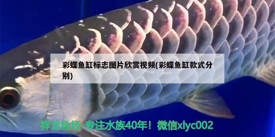彩蝶鱼缸标志图片欣赏视频(彩蝶鱼缸款式分别) 肺鱼