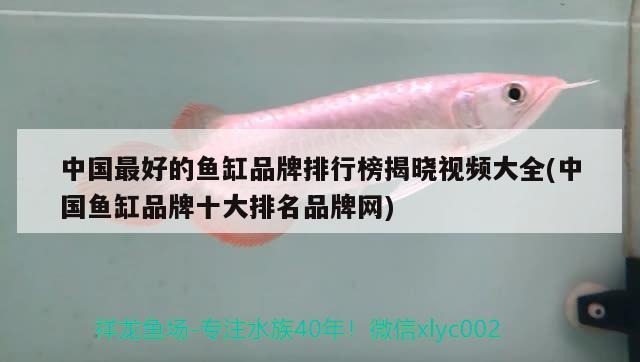 中国最好的鱼缸品牌排行榜揭晓视频大全(中国鱼缸品牌十大排名品牌网)