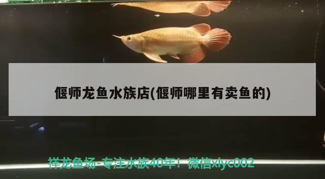 偃师龙鱼水族店(偃师哪里有卖鱼的) 观赏鱼进出口