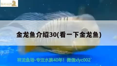 金龙鱼介绍30(看一下金龙鱼)