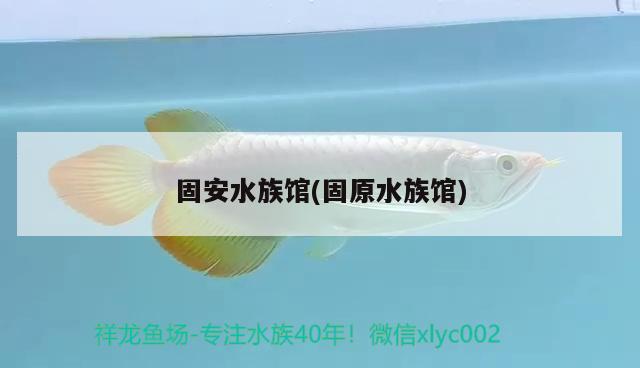 固安水族馆(固原水族馆) 玫瑰银版鱼