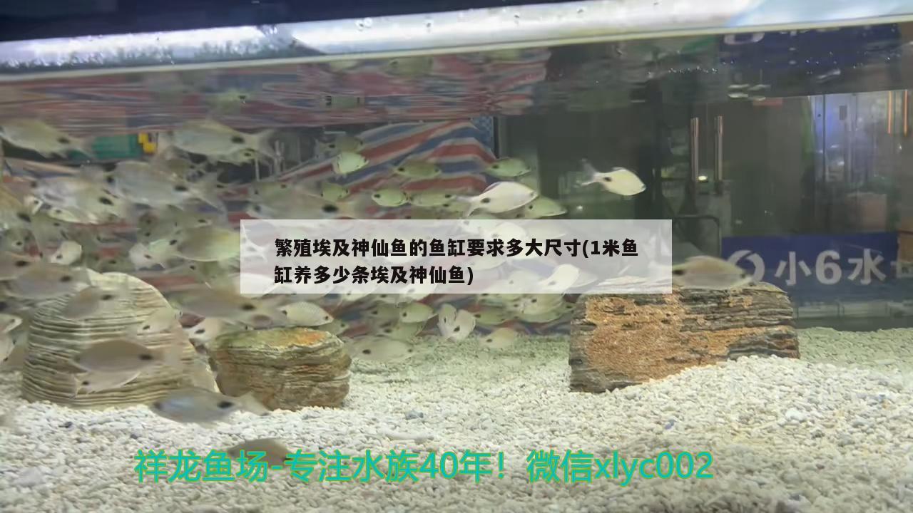 繁殖埃及神仙鱼的鱼缸要求多大尺寸(1米鱼缸养多少条埃及神仙鱼)