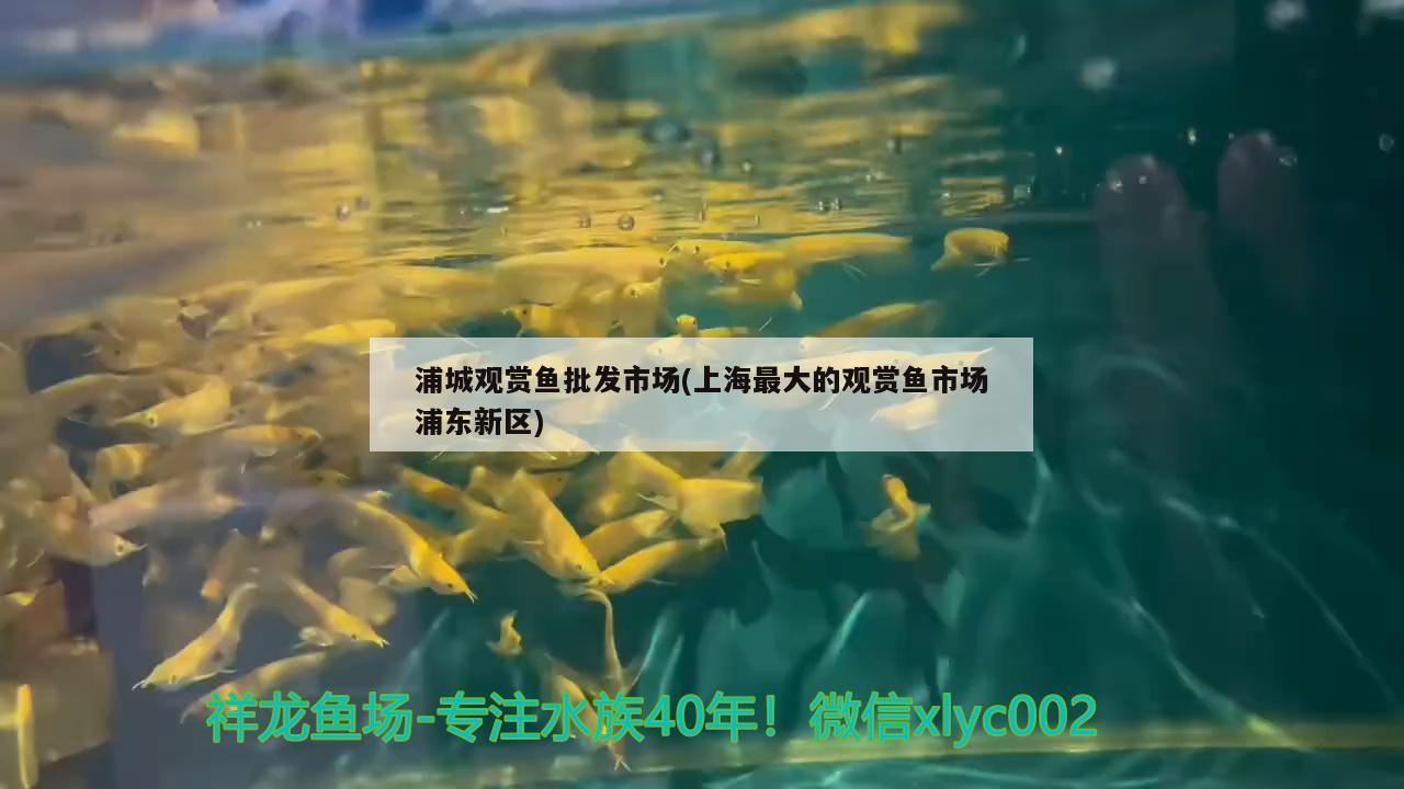 浦城观赏鱼批发市场(上海最大的观赏鱼市场浦东新区) 观赏鱼批发