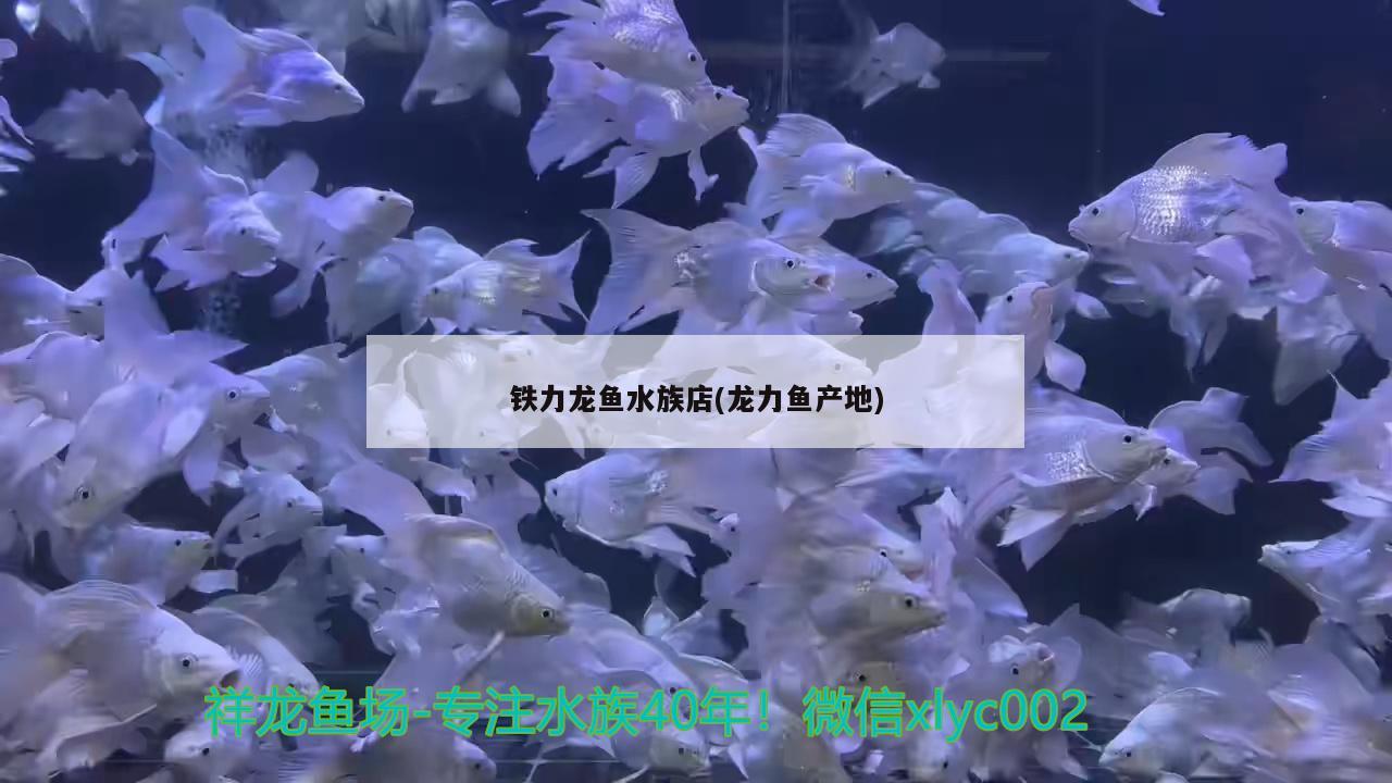 铁力龙鱼水族店(龙力鱼产地) 魟鱼
