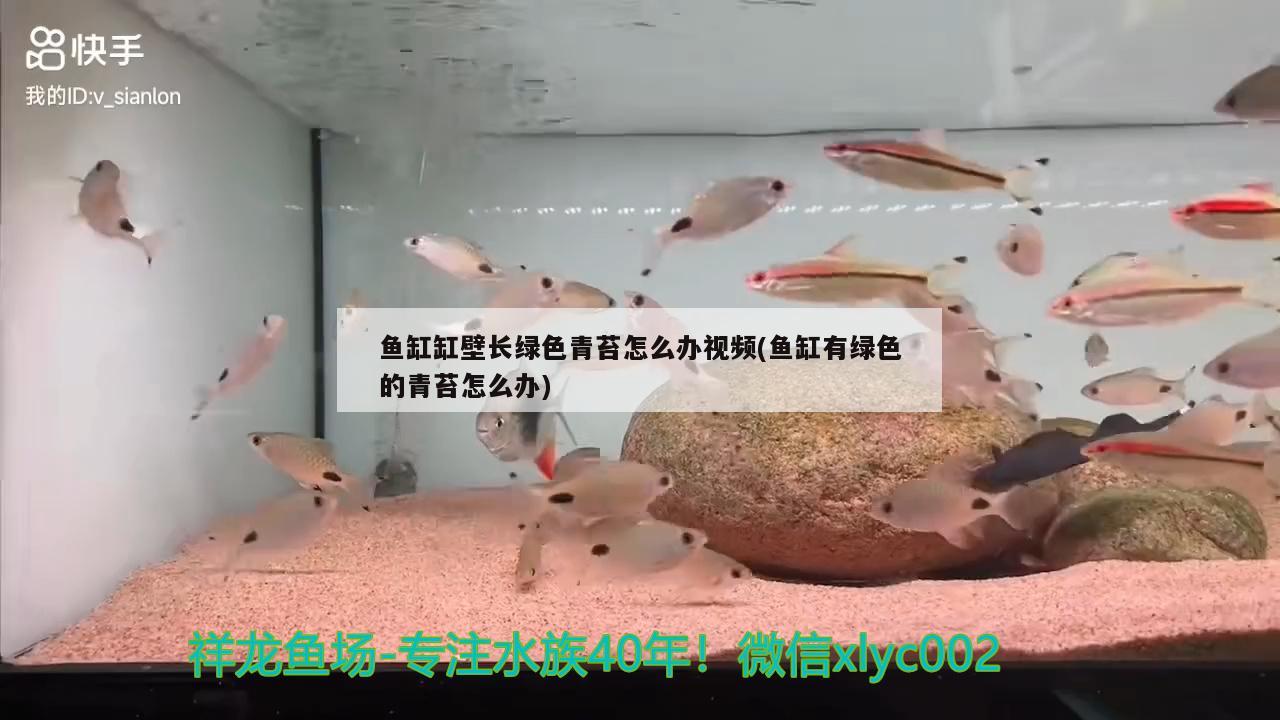鱼缸缸壁长绿色青苔怎么办视频(鱼缸有绿色的青苔怎么办)